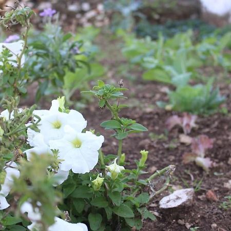 파티마 Casa Manuel E Maria 빌라 외부 사진