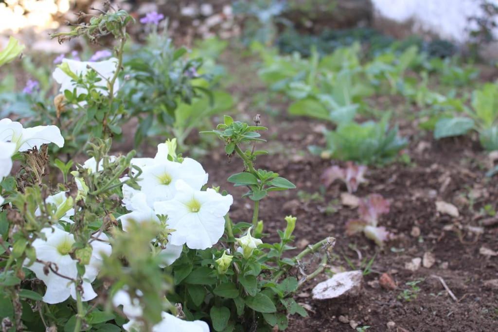 파티마 Casa Manuel E Maria 빌라 외부 사진